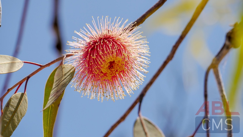 Lorem ipsum dolor sit amet consectetur - 5