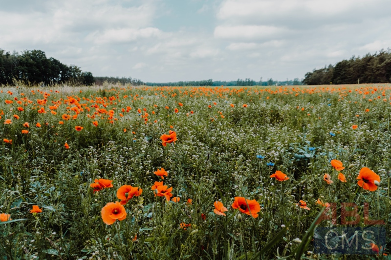 Lorem ipsum dolor sit amet consectetur - 5