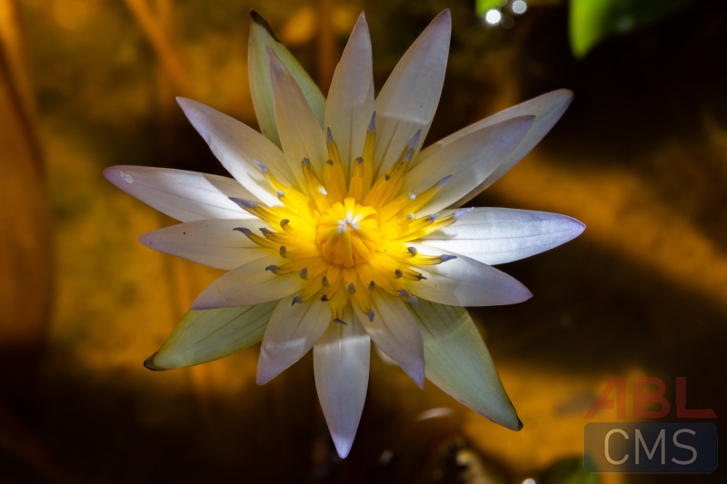 Lorem ipsum dolor sit amet consectetur - 5