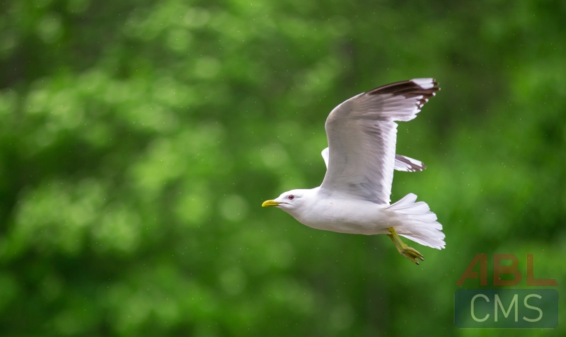 Lorem ipsum dolor sit amet consectetur - 5