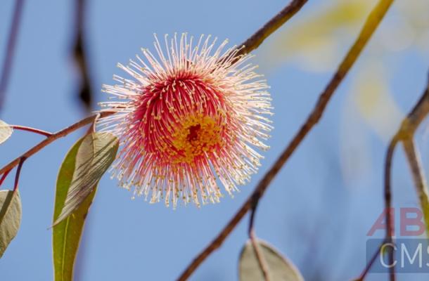 Lorem ipsum dolor sit amet consectetur - 1